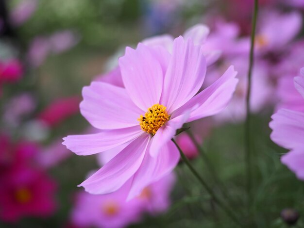 Photo close-up of pink cosmos flower