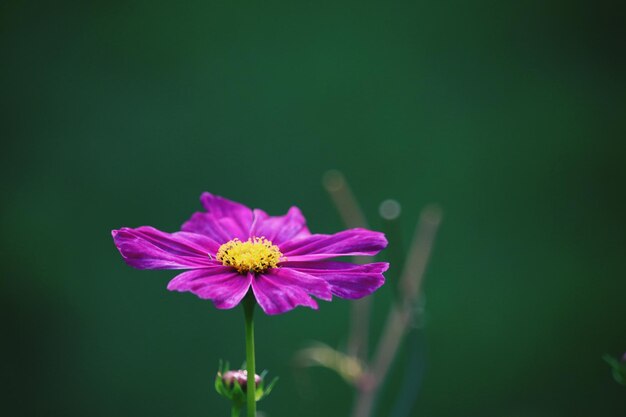 Close-up of pink cosmos flower