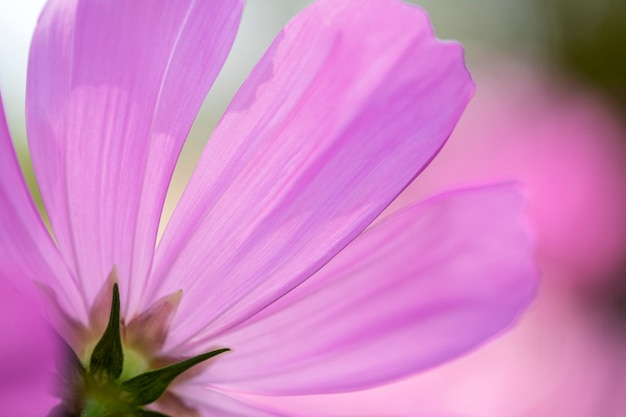 Foto fiore rosa dell'universo del primo piano.