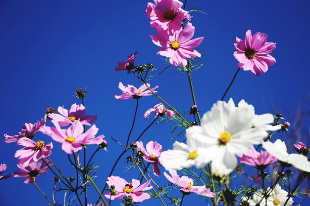 Photo close-up of pink cosmos flowers against blue sky