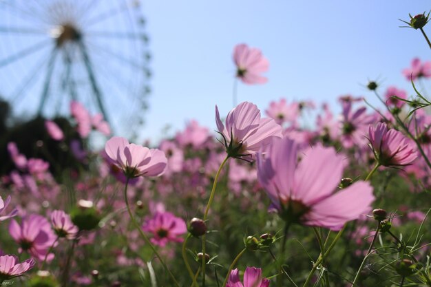 Close-up of pink cosmos flowers against sky