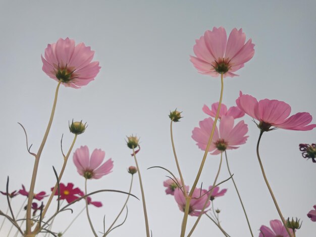 Photo close-up of pink cosmos flowers against sky