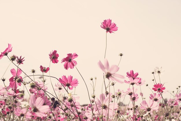 Close-up of pink cosmos flowers blooming against clear sky