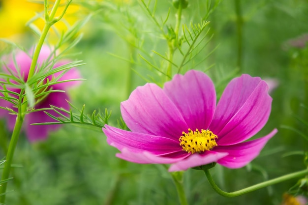 Close-up of pink cosmos flowers blooming outdoors