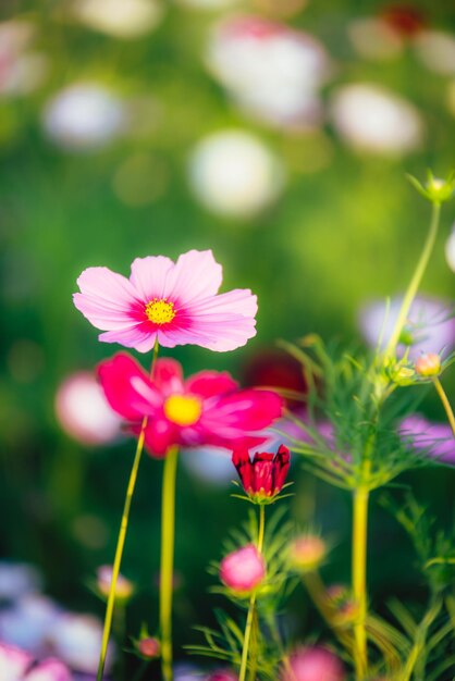 外でいているピンクの宇宙花のクローズアップ