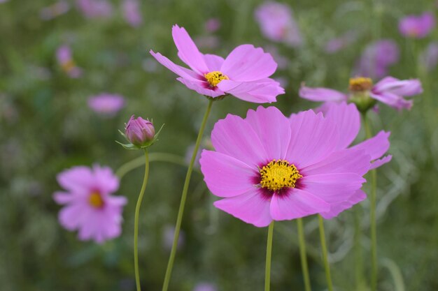 Close-up of pink cosmos flowers blooming outdoors