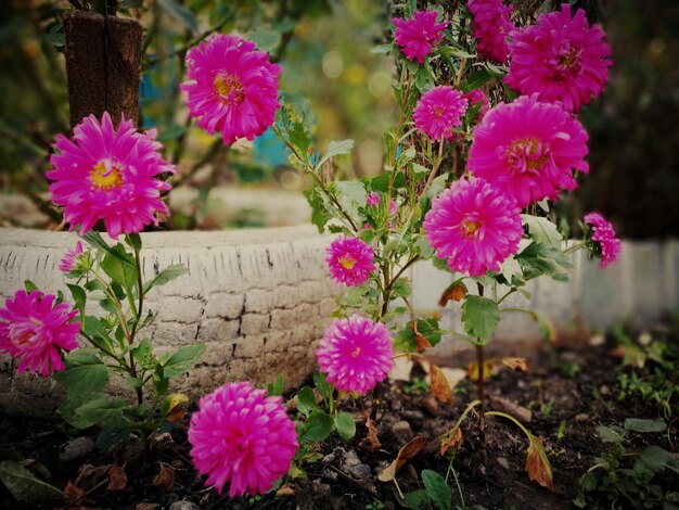 Close-up of pink cosmos flowers blooming outdoors