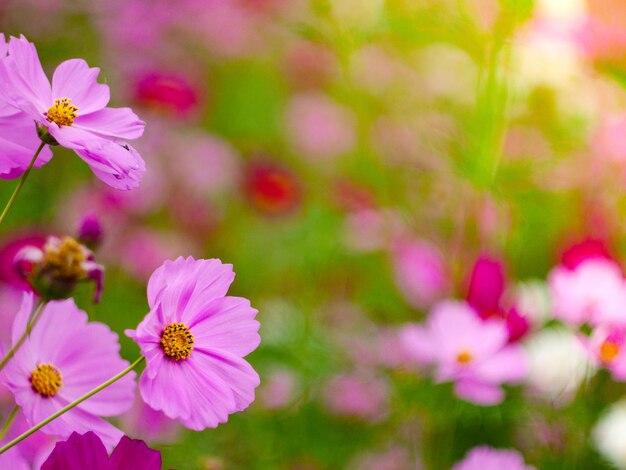 Photo close-up of pink cosmos flowers blooming outdoors