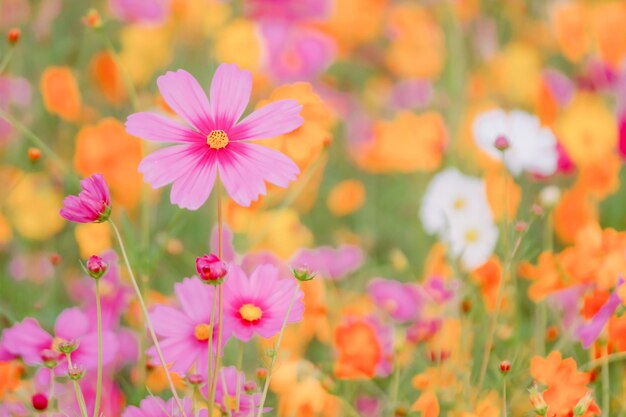 Foto close-up di fiori rosa del cosmo sul campo
