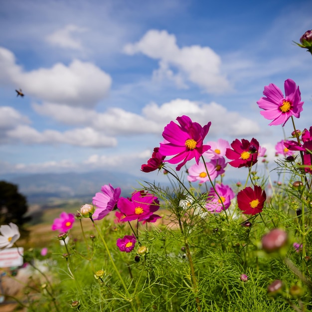 Foto close-up di fiori rosa del cosmo sul campo