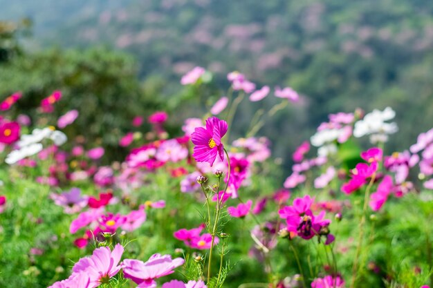 Foto close-up di fiori rosa del cosmo sul campo