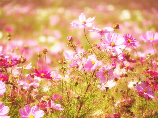 Foto close-up di fiori rosa del cosmo sul campo