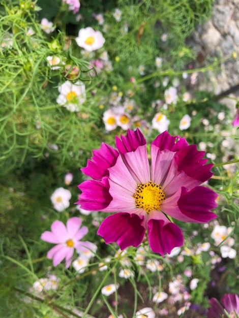 Foto close-up di fiori rosa del cosmo sul campo