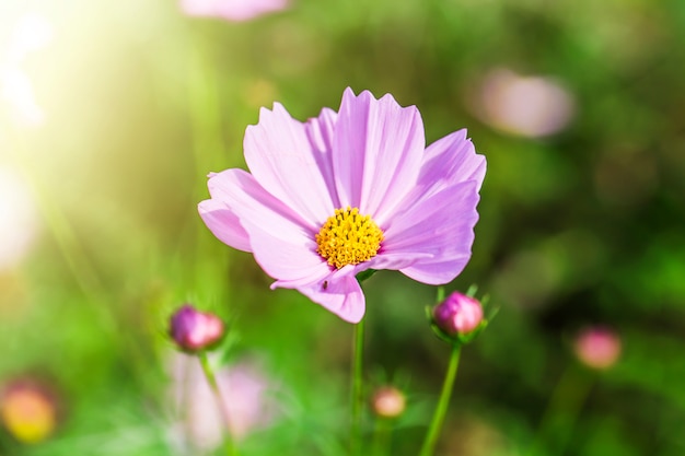 Close up pink cosmos flowers in the garden