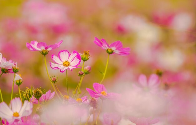 에서 자라는 분홍색 코스모스 꽃의 클로즈업