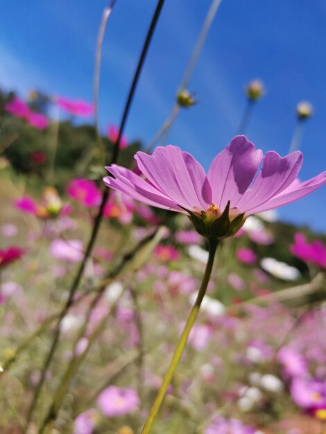 Close-up of pink cosmos flowers