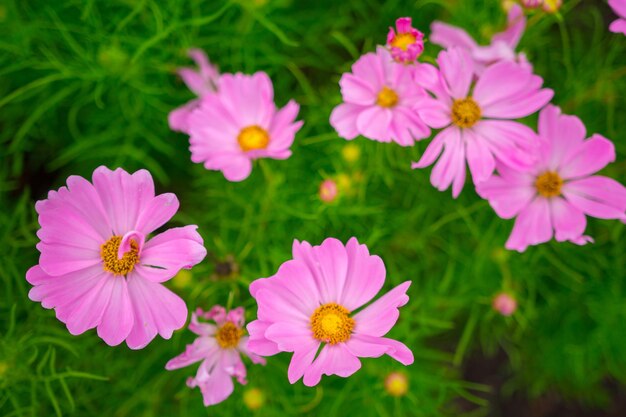 Close-up of pink cosmos flowers