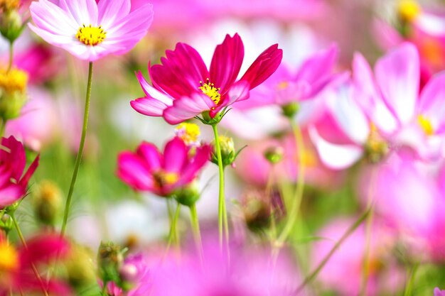 Foto close-up di fiori rosa del cosmo