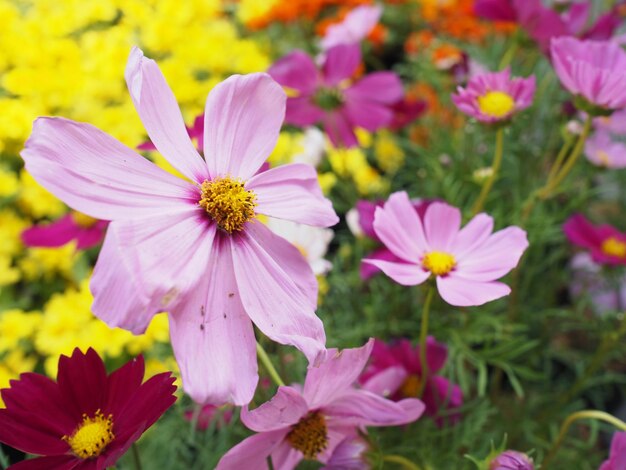 Close-up of pink cosmos flowers