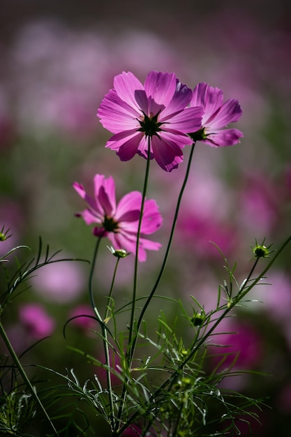 Foto close-up di fiori rosa del cosmo