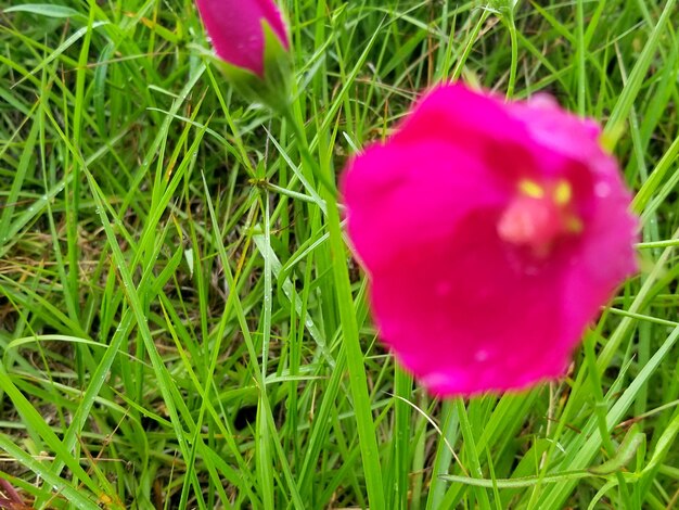 Close-up of pink crocus blooming on field