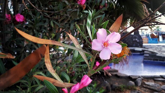 Photo close-up of pink crocus blooming outdoors