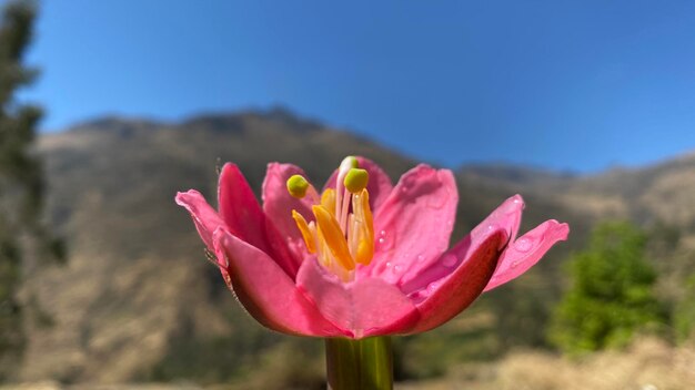 Close-up of pink crocus flower against sky