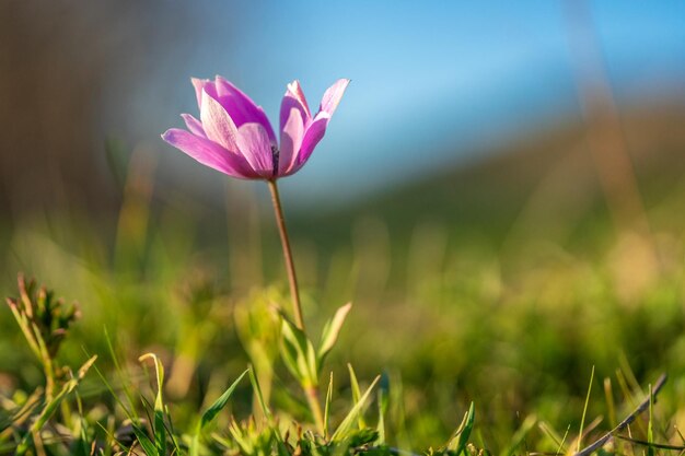 Close-up of pink crocus flower on field