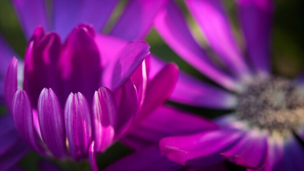 Close-up of pink crocus flower