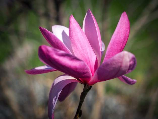 Photo close-up of pink crocus flower