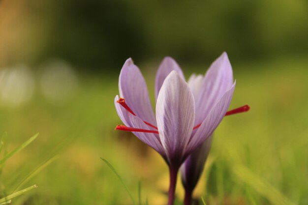 Close-up of pink crocus flower