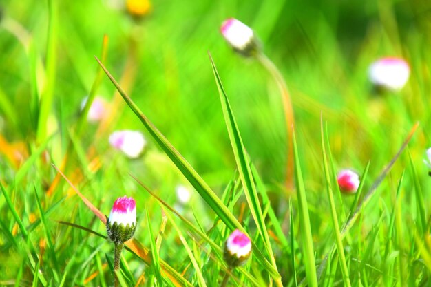 Photo close-up of pink crocus flowers on field