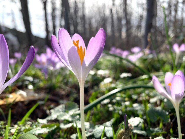 Photo close-up of pink crocus flowers on land