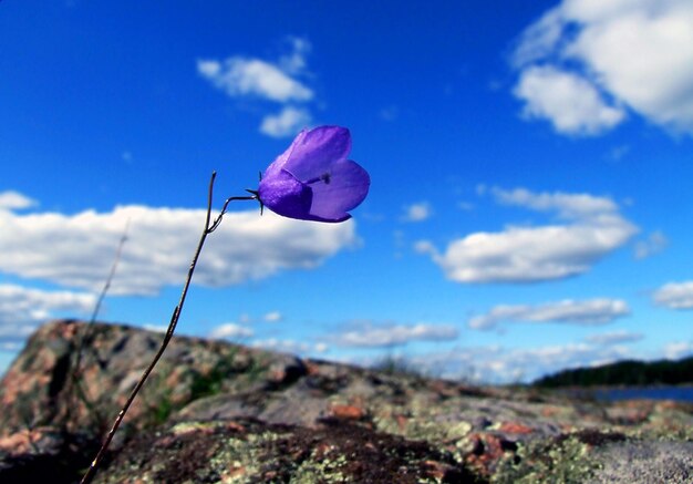 Close-up of pink crocus flowers on land