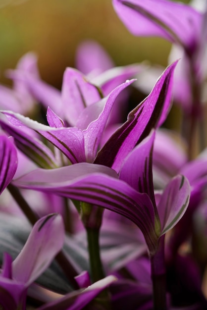 Foto prossimo piano dei fiori di crocus rosa