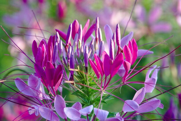 Photo close-up of pink crocus flowers