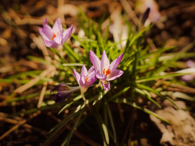 Close-up of pink crocus flowers