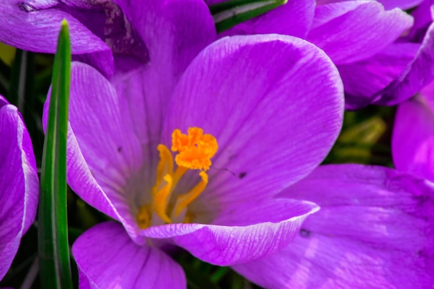 Foto prossimo piano dei fiori di crocus rosa