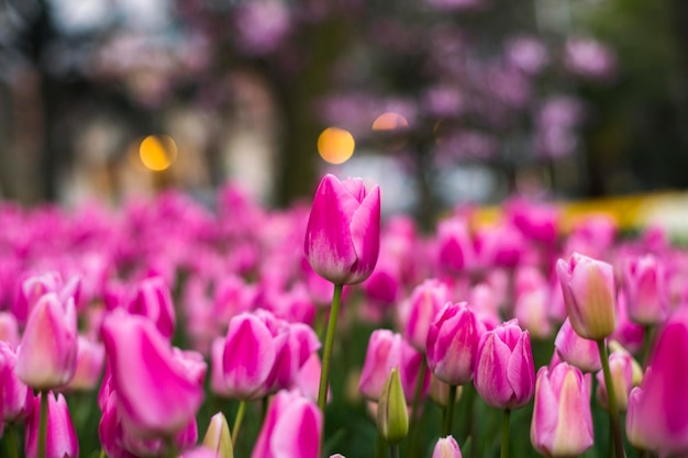 Foto prossimo piano dei fiori di crocus rosa