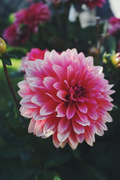 Foto close-up di dahlia rosa in fiore all'aperto