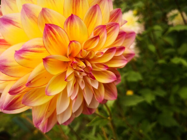 Close-up of pink dahlia flower