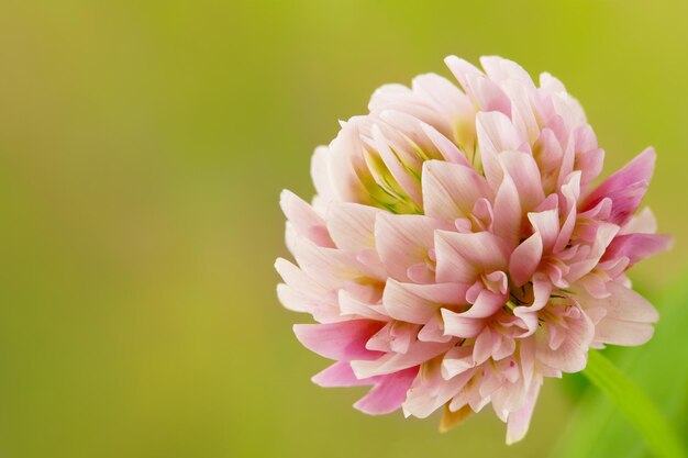 Foto prossimo piano del fiore di dahlia rosa