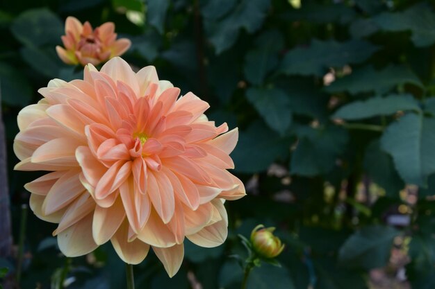 Foto prossimo piano del fiore di dahlia rosa