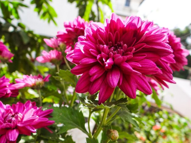 Close-up of pink dahlia flowers