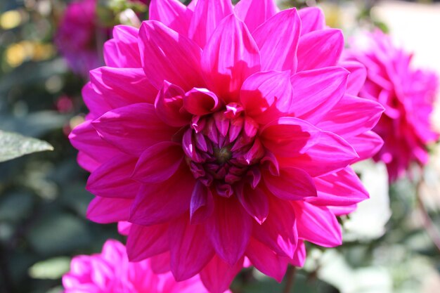 Close-up of pink dahlia flowers