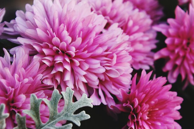 Photo close-up of pink dahlia