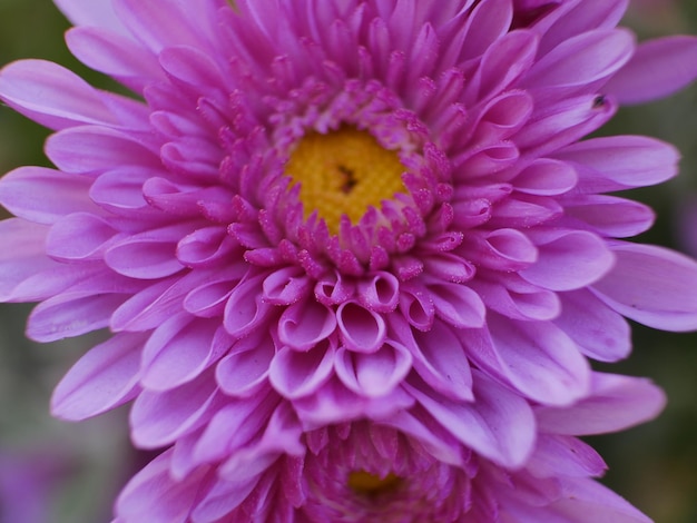 Close-up of pink dahlia