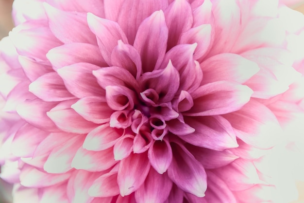 Close-up of pink dahlia