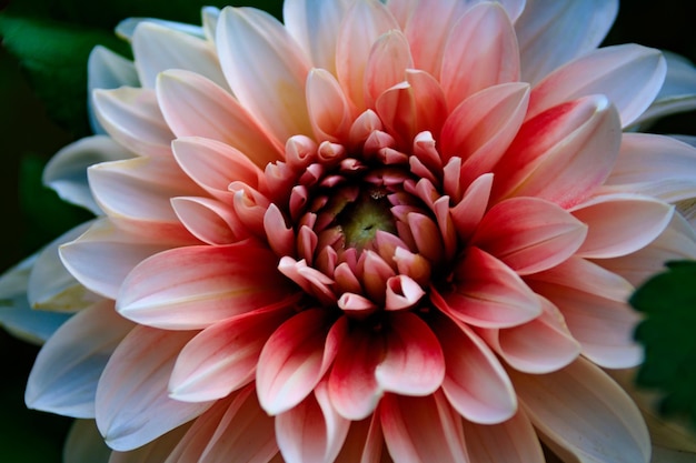 Foto prossimo piano della dahlia rosa