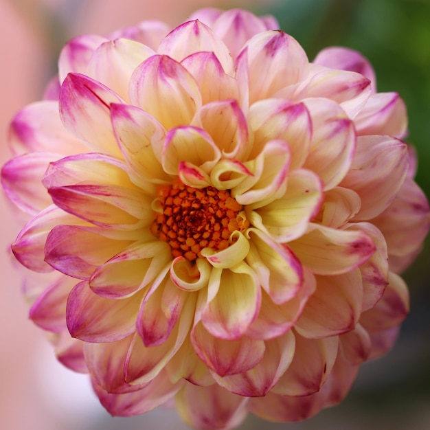 Foto prossimo piano della dahlia rosa